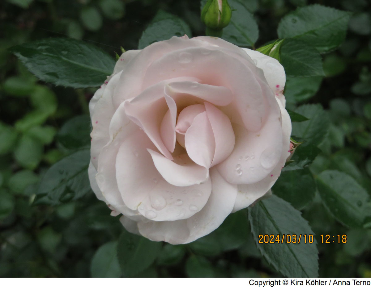 IMG_4100 C.jpg